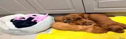 Cavapoo dogs for sale: Beautiful F2 Cavapoos - Advert 9