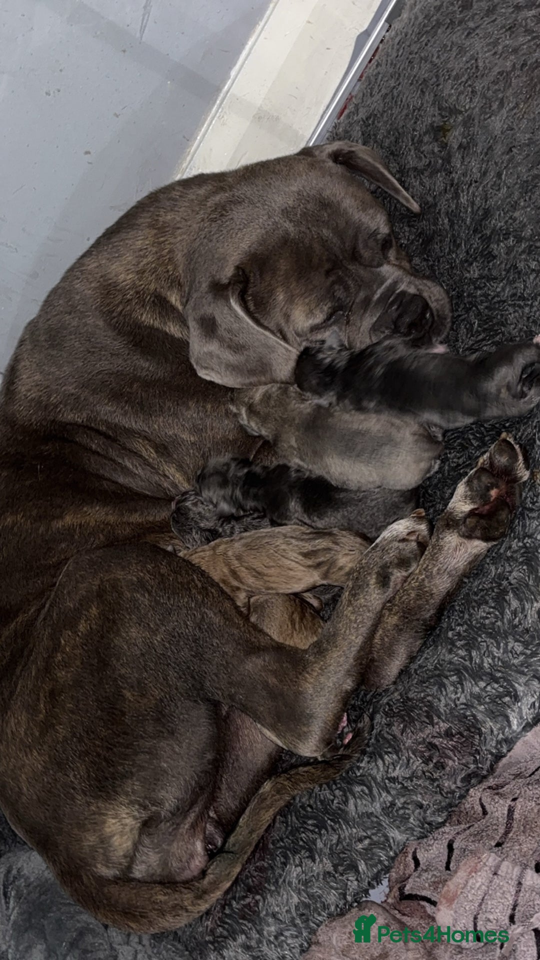 Cane Corso dogs for sale: Cane corso puppies  - Image 7
