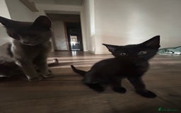 Mixed Breed cats for sale: kitten for sale! - Image 9
