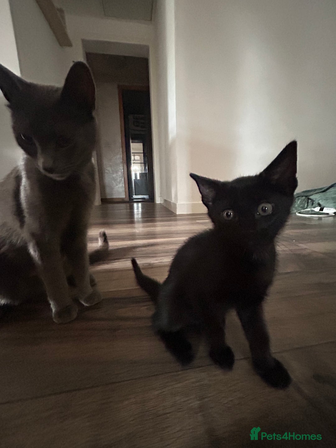 Mixed Breed cats for sale: kitten for sale! - Image 9
