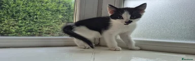 Mixed Breed 12