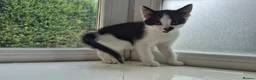 Mixed Breed cats for sale: 12 Beautiful kittens ready for their forever homes - Advert 9