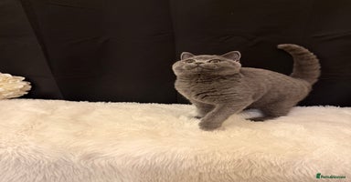 British Shorthair cats - Advert 9
