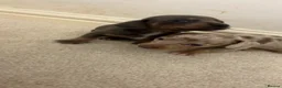 Miniature Dachshund dogs for sale: Stunning dachshund puppies   - Advert 2