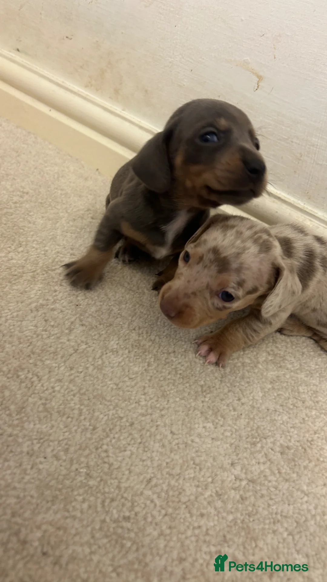Miniature Dachshund dogs for sale: Stunning dachshund puppies   - Advert 2