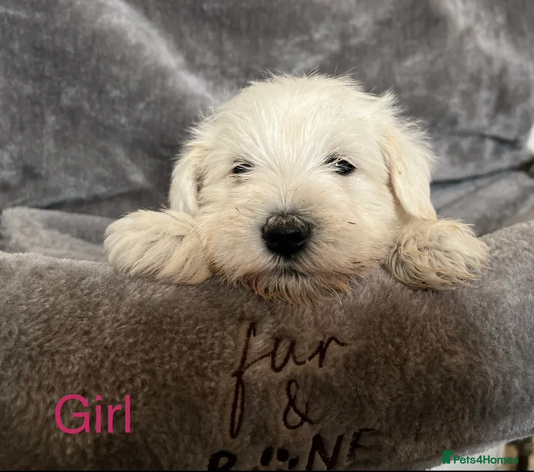 Miniature Schnauzer dogs for sale: Pepper and salt White miniature schnauzer pups - Advert 4