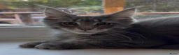 Maine Coon cats for sale: Sad sale big beautiful Maine coon boy TICA in Redhill - Advert 18