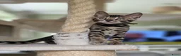 Bengal cats for sale: Gorgeous Health Tested Bengal Kittens  - Advert 17
