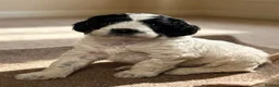 Sproodle dogs for sale: Rare Merle Sroodles Ready To Leave  - Advert 18
