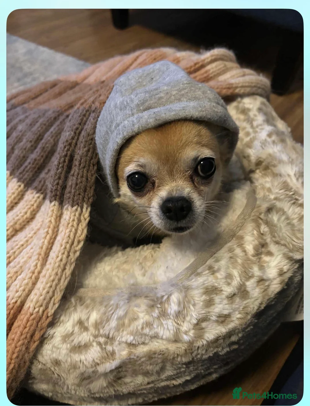 Pomchi dogs for sale: PomChi Female FREE - Advert 1