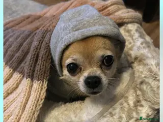 Pomchi dogs PomChi Female FREE - Advert 1