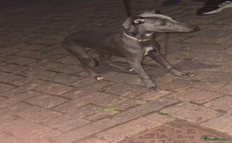 Whippet dogs - Advert 1