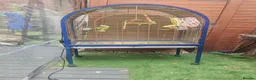 Parrots birds for sale: Rock Pebble Parrot, Looking for a Loving Home 🦜❤️ in Birmingham - Advert 3