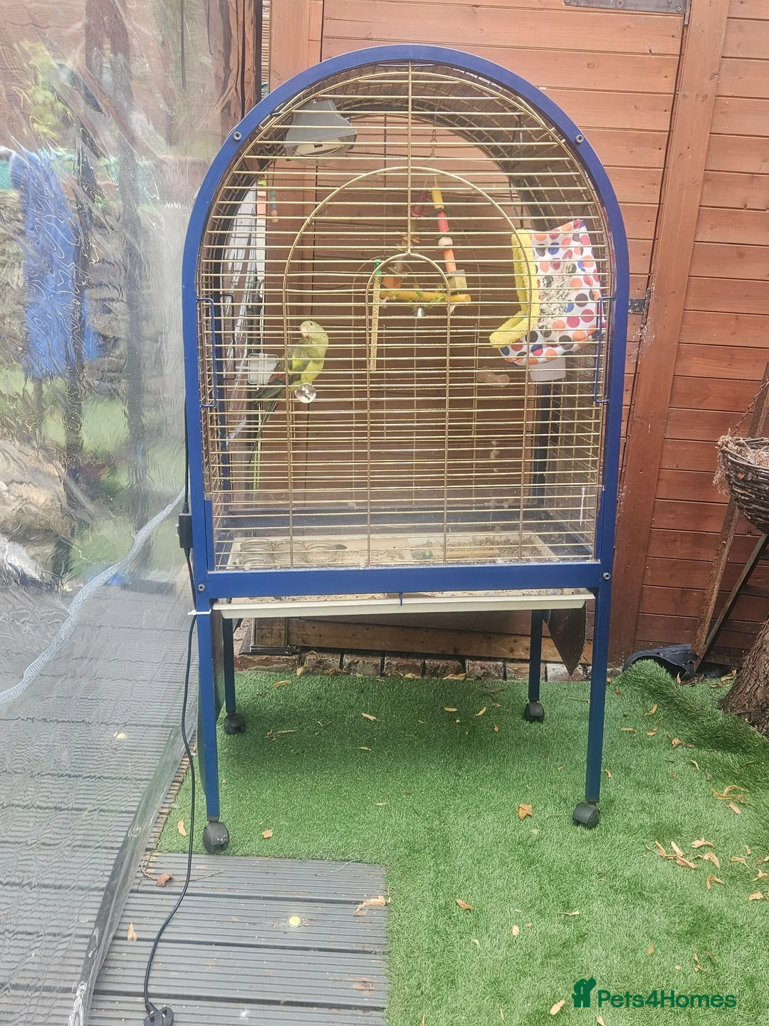 Parrots birds for sale: Rock Pebble Parrot, Looking for a Loving Home 🦜❤️ in Birmingham - Advert 3
