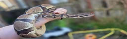 Python Snake reptiles for sale: Ball Pythons Read Description - Advert 13