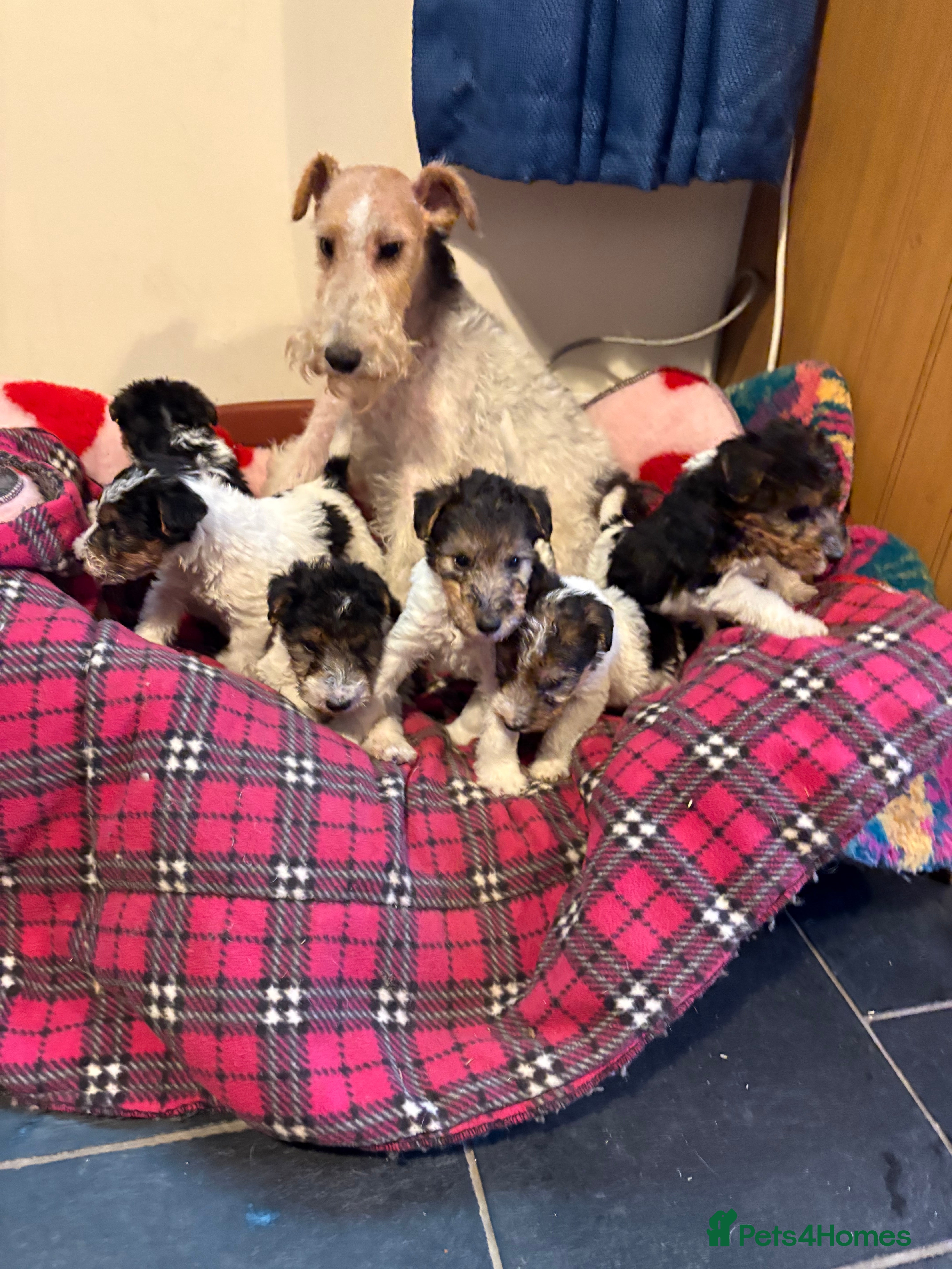 Fox Terrier dogs ⭐️ Licensed Breeder ⭐️ Wire Fox Terriers  - Advert 15