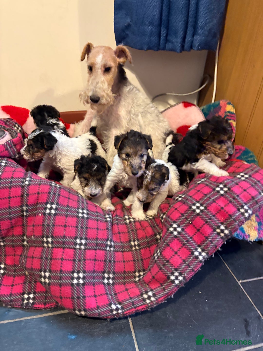 Fox Terrier dogs for sale: ⭐️ Licensed Breeder ⭐️ Wire Fox Terriers  - Advert 1
