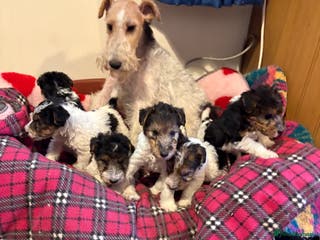 Fox Terrier dogs ⭐️ Licensed Breeder ⭐️ Wire Fox Terriers - Advert 4