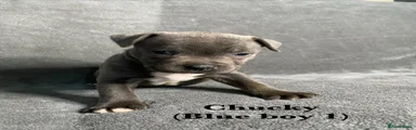 Chucky (blue male 1)