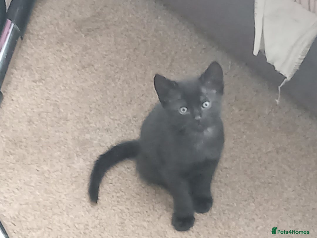 Mixed Breed cats for sale: 5 kittens ready to leave today  - Advert 6