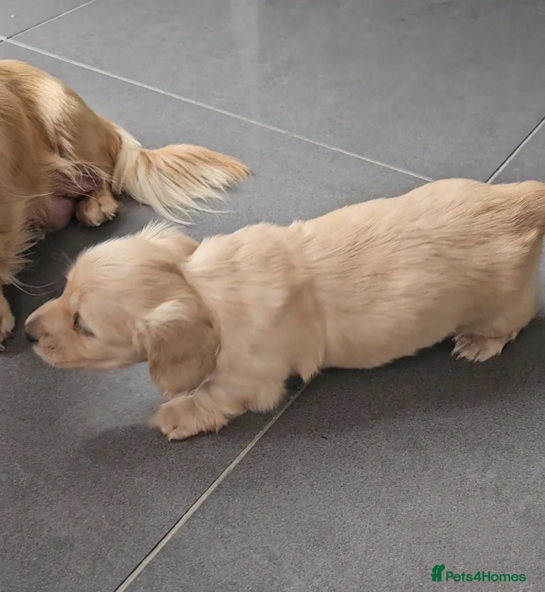 Miniature Dachshund dogs for stud: Dna and ivdd screened Mini Dachshund  in Southampton - Advert 13