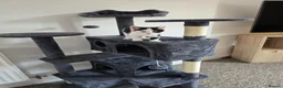 Mixed Breed cats for sale: Male kitten in Bristol - Advert 5