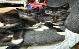 Korat cats for sale: KITTENS FOR FREE!!! NEED GONE ASAP! - Image 19