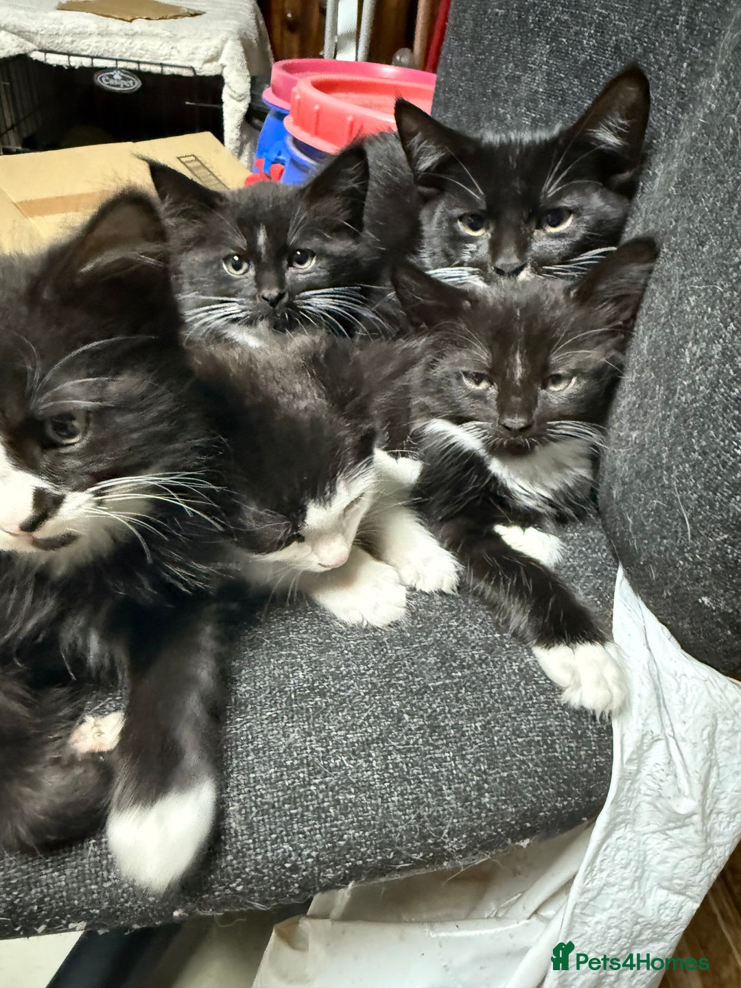 Korat cats for sale: KITTENS FOR FREE!!! NEED GONE ASAP! - Image 19