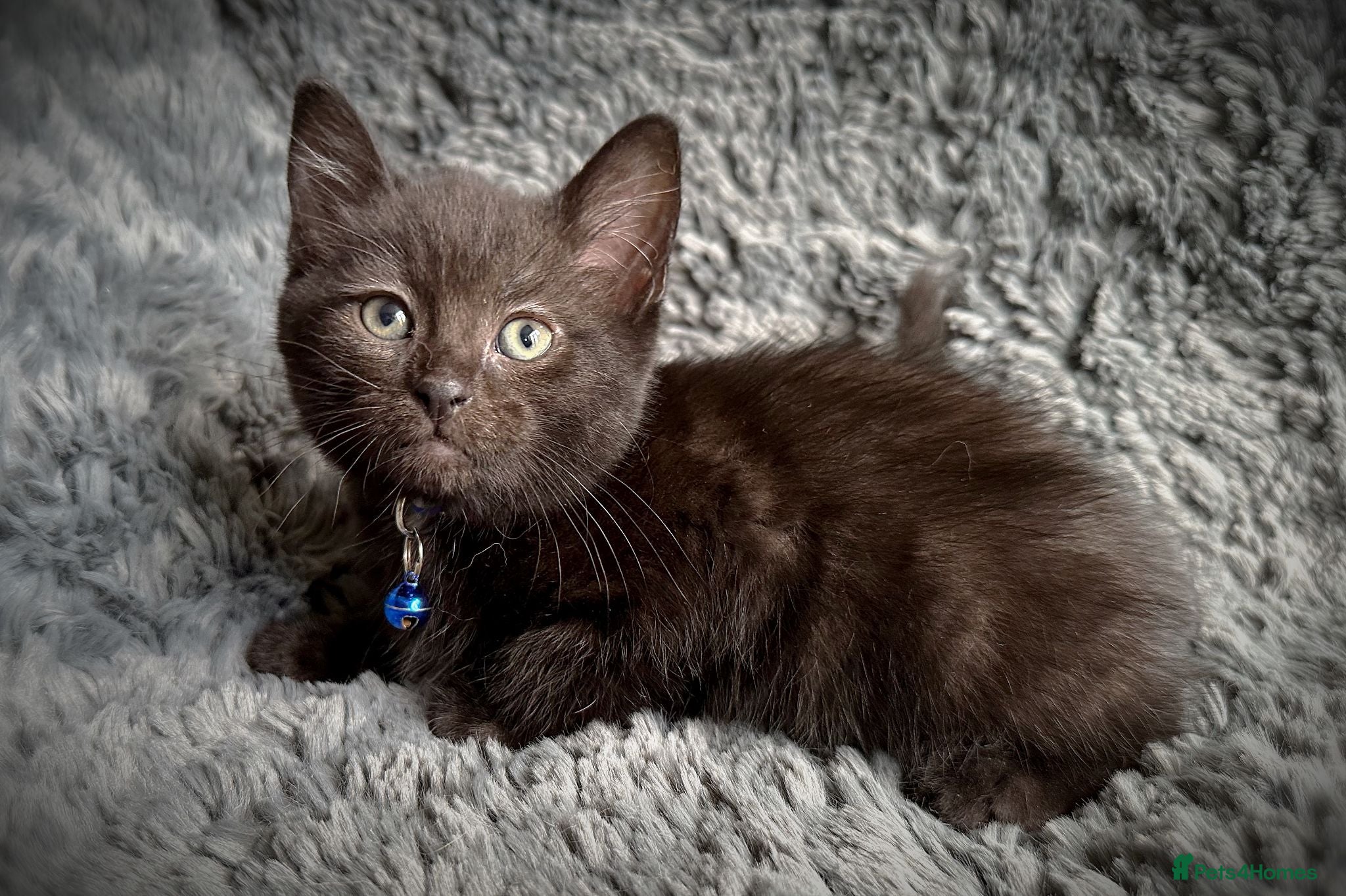 Mixed Breed cats 9 beautiful friendly kittens - Advert 2