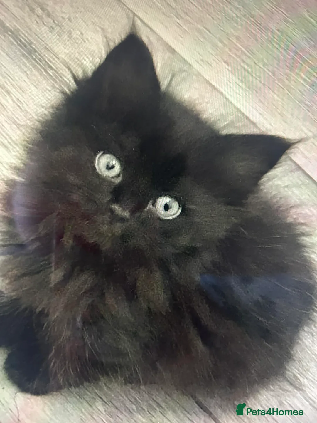Persian cats for sale: Persian kittens for sale - Advert 9