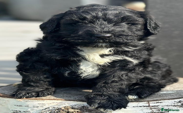 Bernedoodle dogs - Advert 1