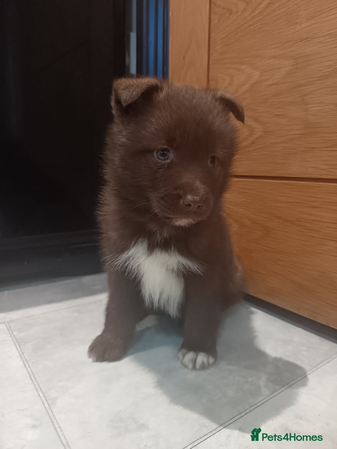 Pomsky dogs for sale: Amazing puppys - Advert 6