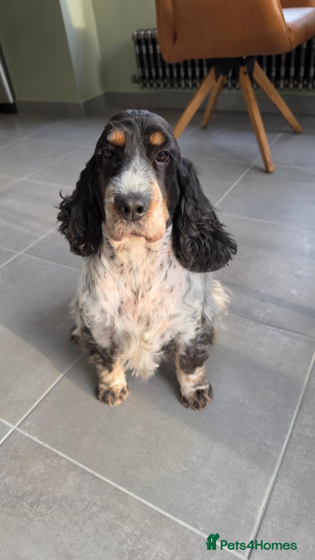 Cocker Spaniel dogs for sale: Older female show type cocker spaniel - Advert 3