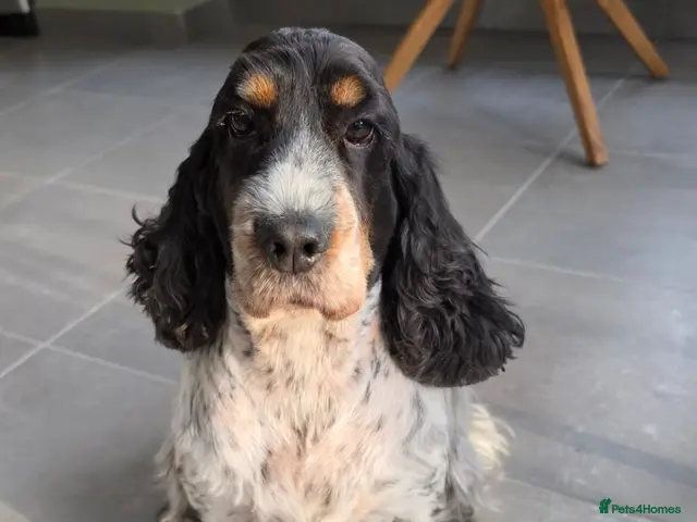 Cocker Spaniel dogs for sale: Older female show type cocker spaniel - Advert 5