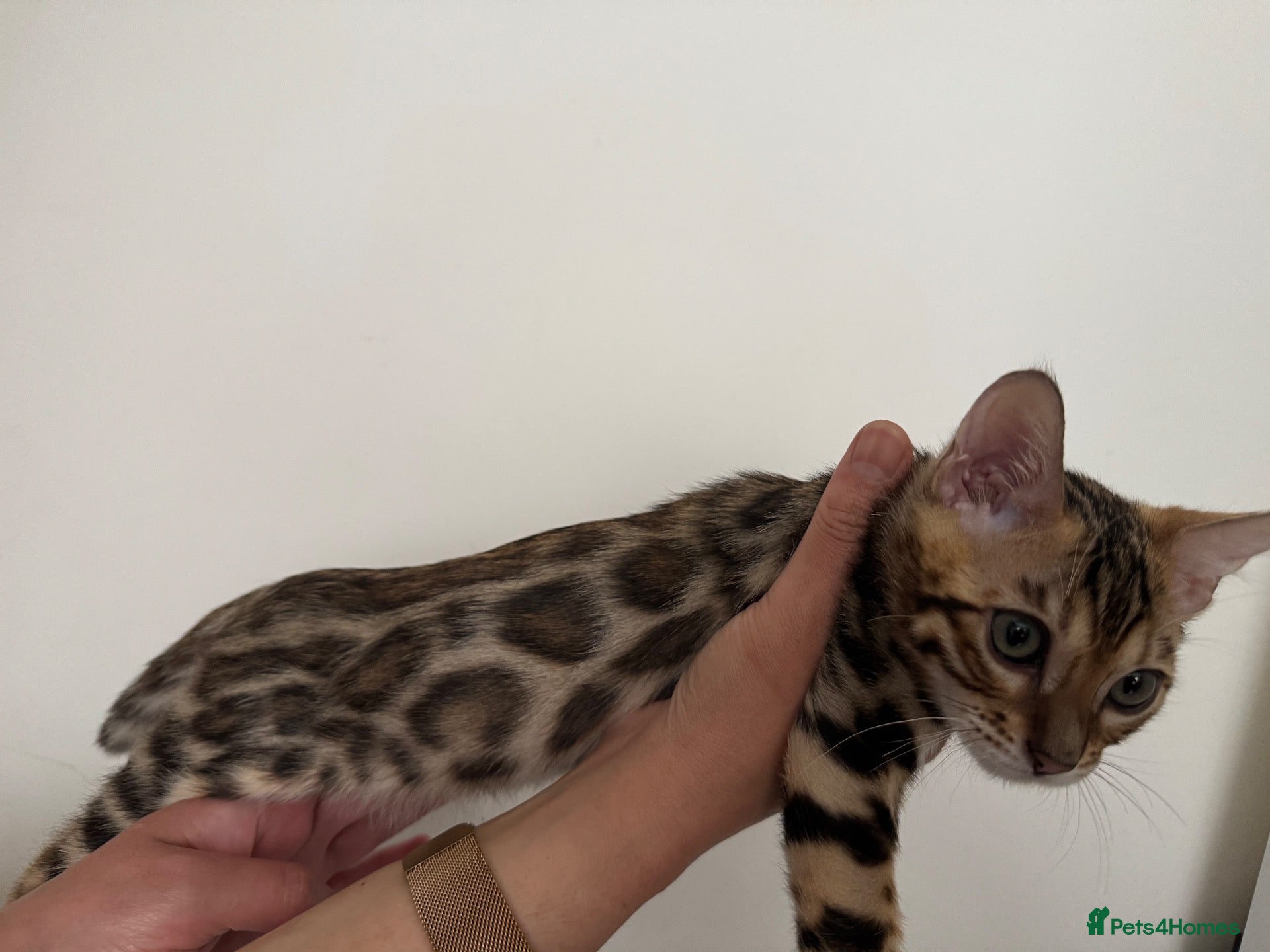 Bengal cats our stunning bengal boy lizard  - Advert 18