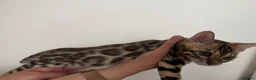 Bengal cats for sale: our stunning bengal boy lizard  - Advert 2