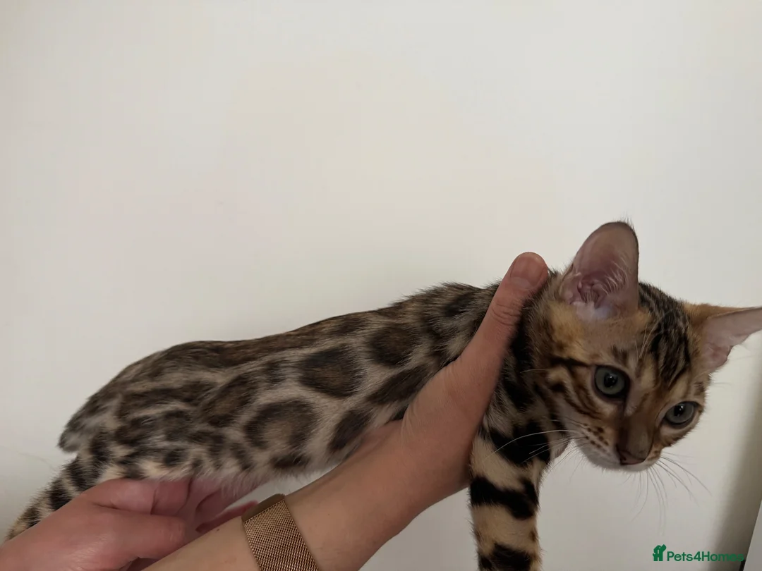 Bengal cats for sale: our stunning bengal boy lizard  - Advert 2