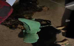 German Shepherd dogs for sale: Kenobi - 6 month old Male German Shepherd - Image 13