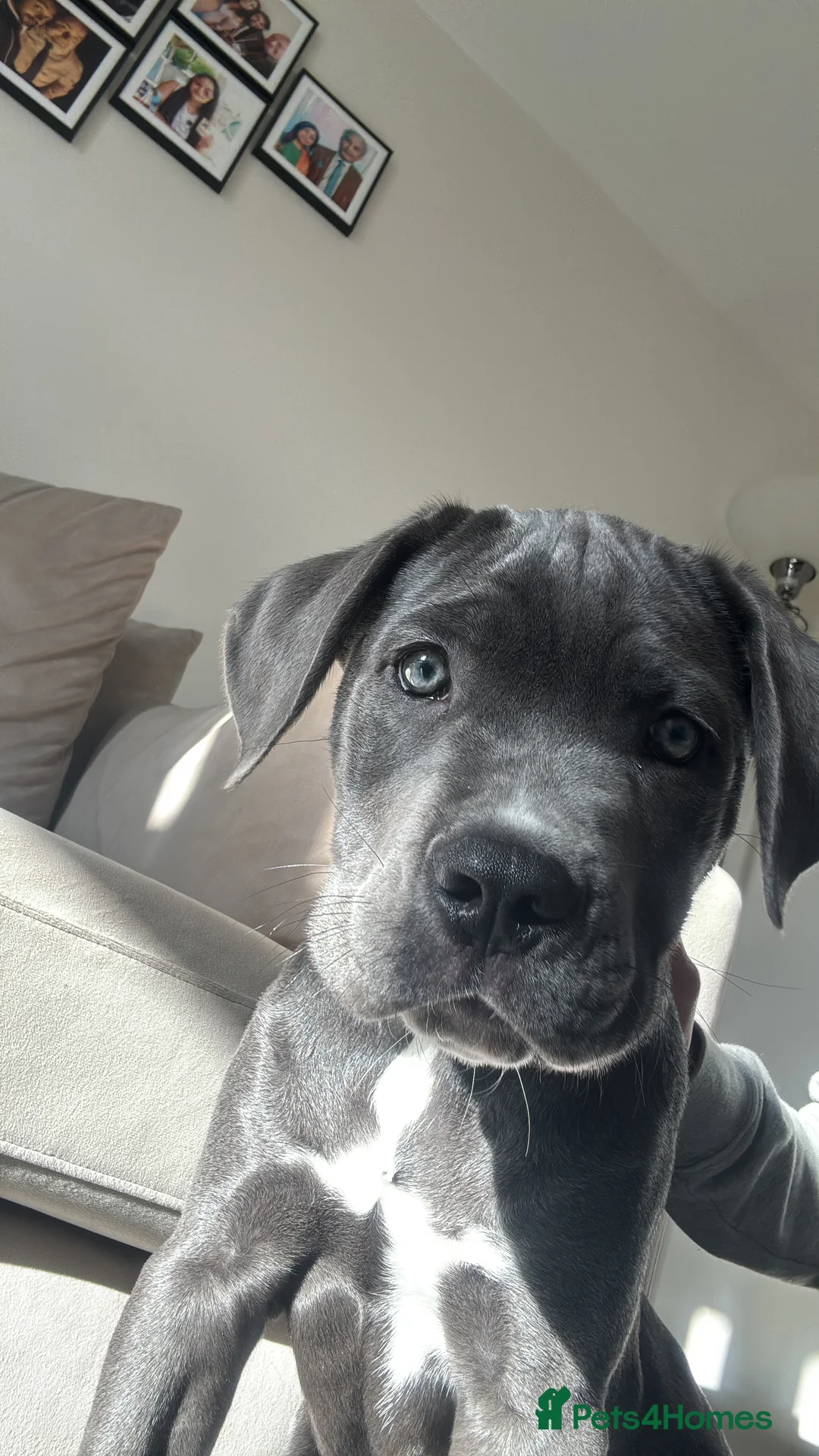 Cane Corso dogs for sale: Cane Corso Puppy - Advert 2