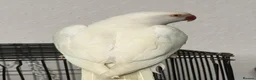 Ringnecks birds for sale: White Ringneck Parrot  - Advert 2