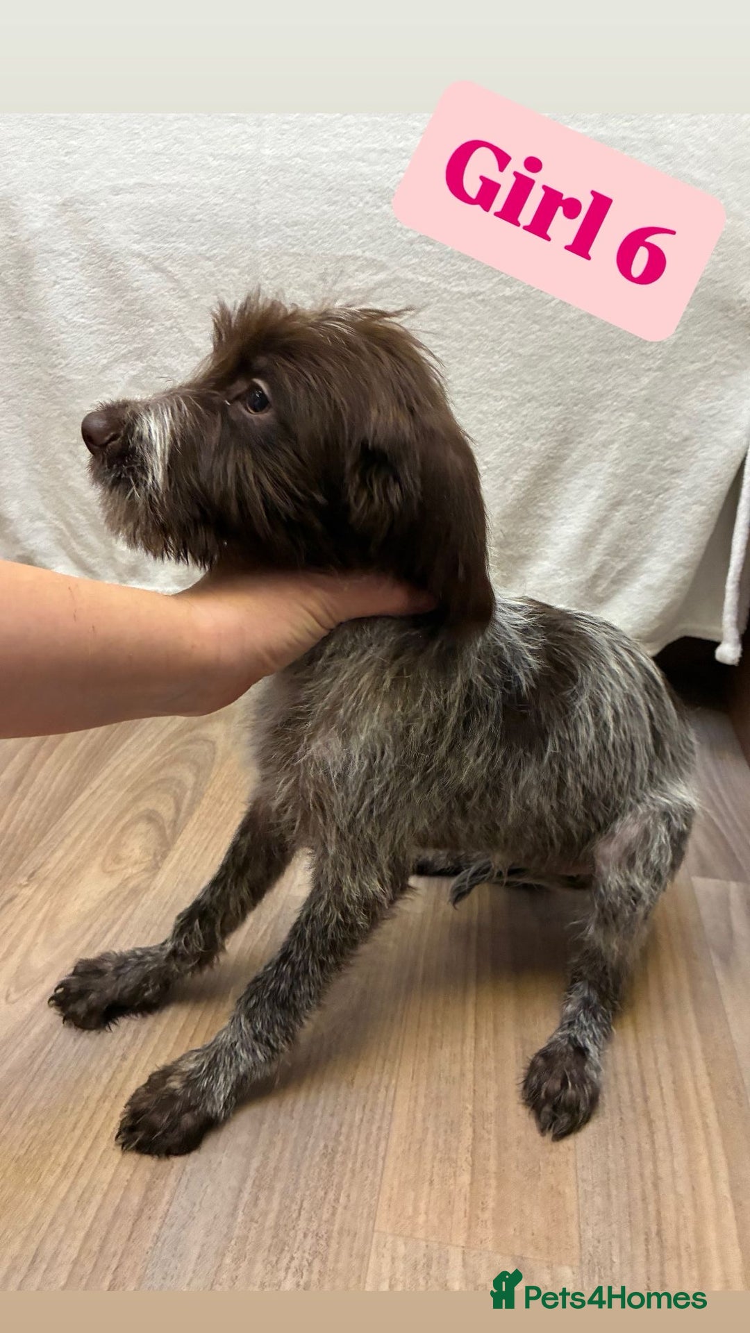 German Wirehaired Pointer dogs for sale: German wire hair pointers for sale - Advert 33