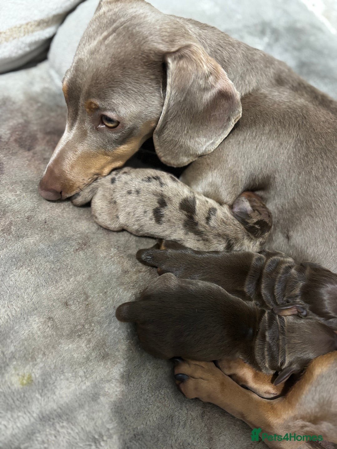 Miniature Dachshund dogs for sale: Miniature dachshund  - Image 1