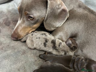 Miniature Dachshund dogs - Advert 34