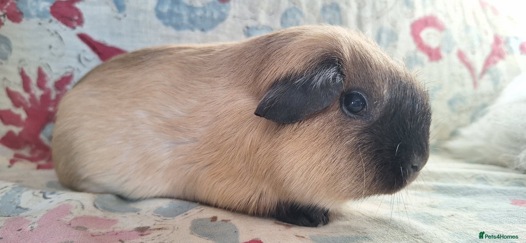 Guinea Pig rodents for sale: MEADOW SIDE CAVIES HEREFORDSHIRE  - Advert 10