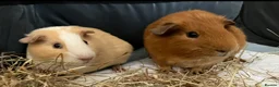 Guinea Pig rodents for sale: 2 males for good home - Advert 3
