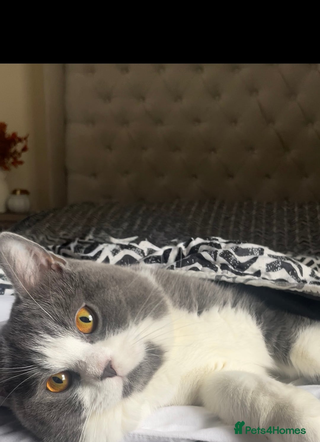British Shorthair cats for sale: British shorthair cat  - Image 2