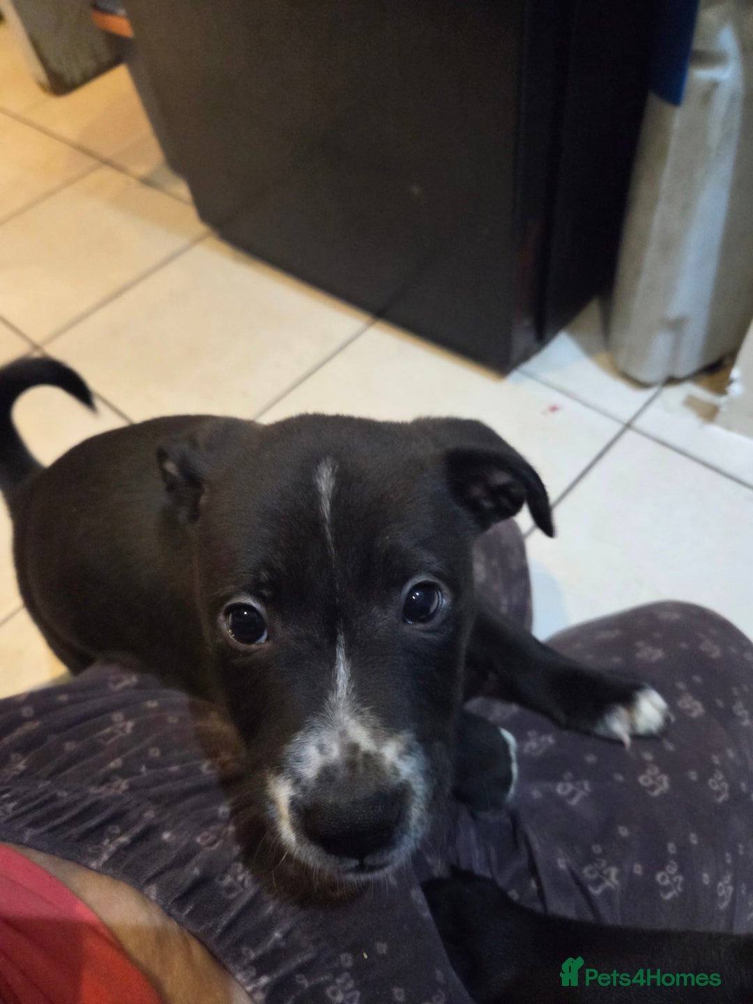 Mixed Breed dogs for sale: Chaffie Pups - Advert 11