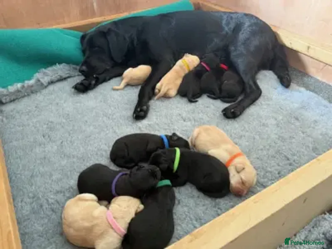 Labrador Retriever dogs for sale: Working Labrador Retriever Puppies - Image 4