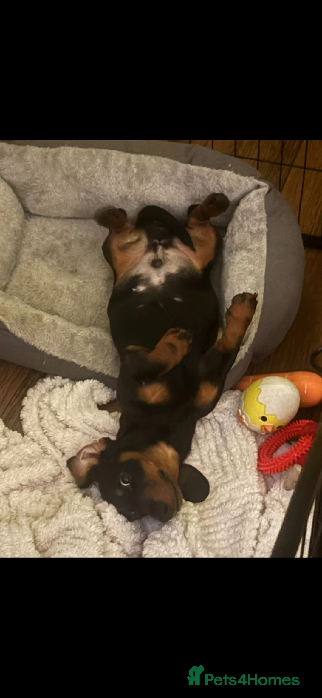 Miniature Dachshund dogs for sale: 6 month old Black and Tan Mini Dachshund  - Advert 1