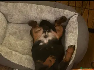 Miniature Dachshund dogs 6 month old Black and Tan Mini Dachshund - Advert 13